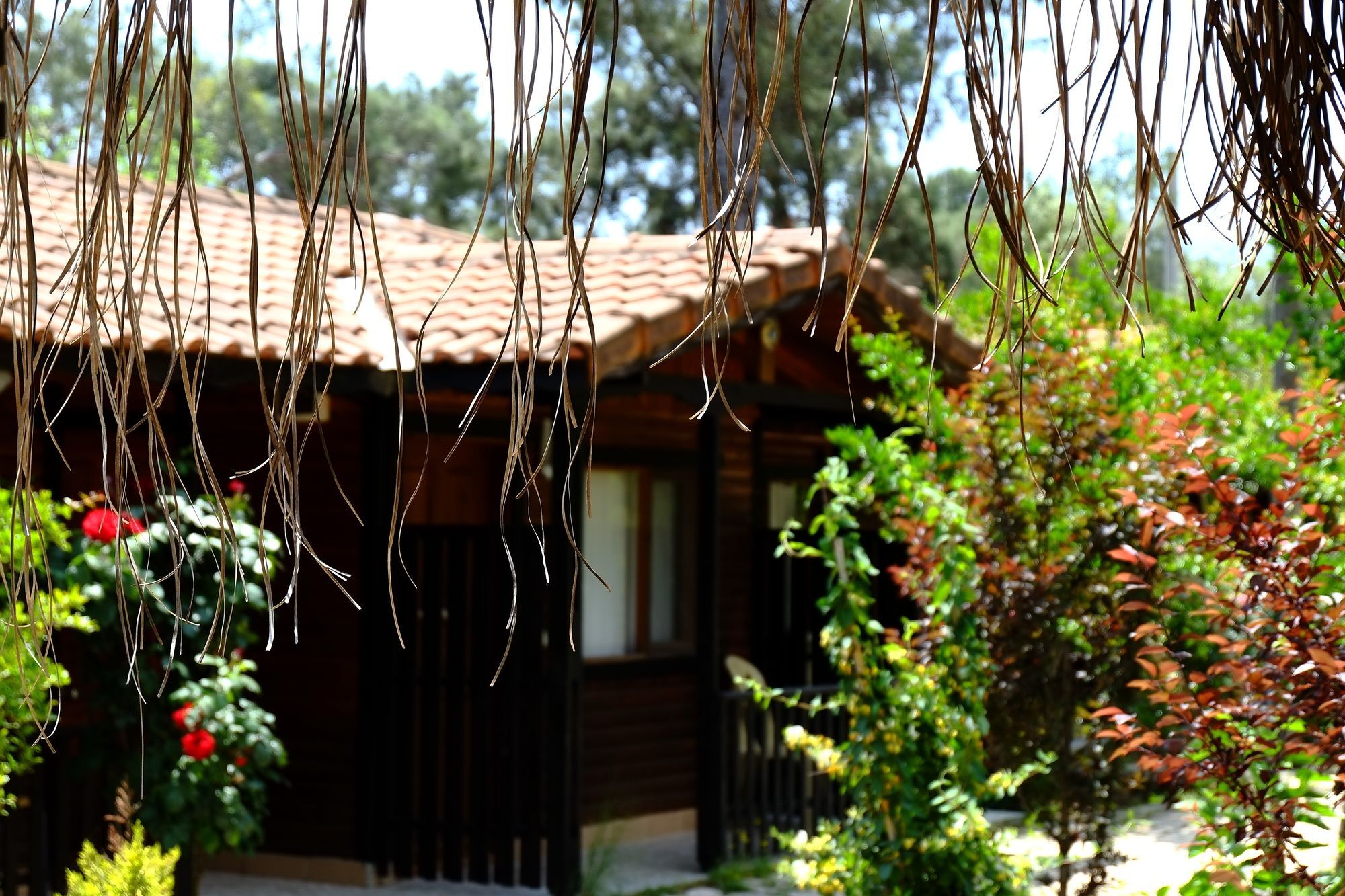 Koala Bungalows Олимпос Экстерьер фото
